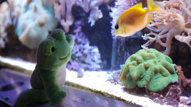 ２９周年のかえるのピクルスとフォーチュンアクアリウムが初コラボ！フォーチュンアクアリウム×かえるのピクルス『雨でも楽しい水族館』開催のメイン画像