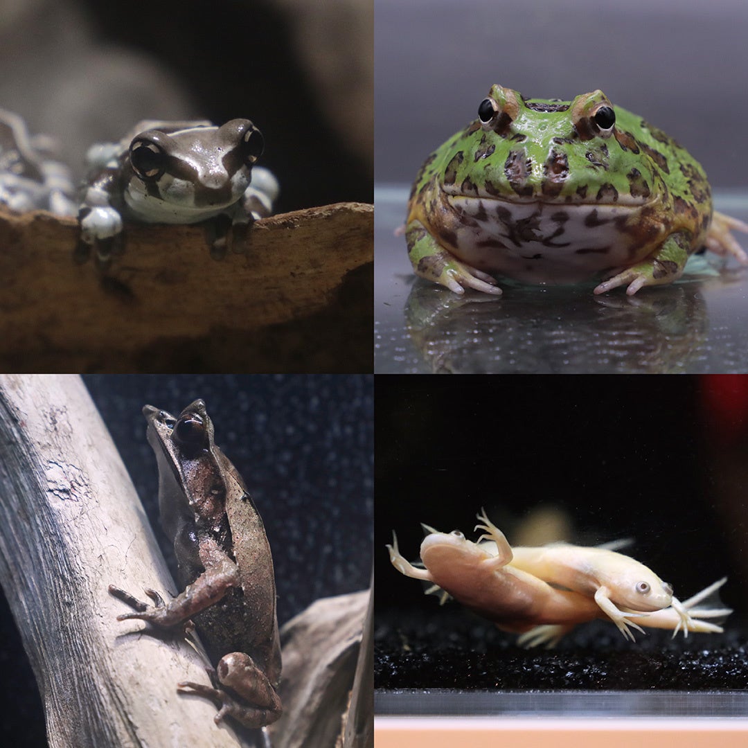 29周年のかえるのピクルスとフォーチュンアクアリウムが初コラボ!フォーチュンアクアリウム×かえるのピクルス『雨でも楽しい水族館』開催のサブ画像4